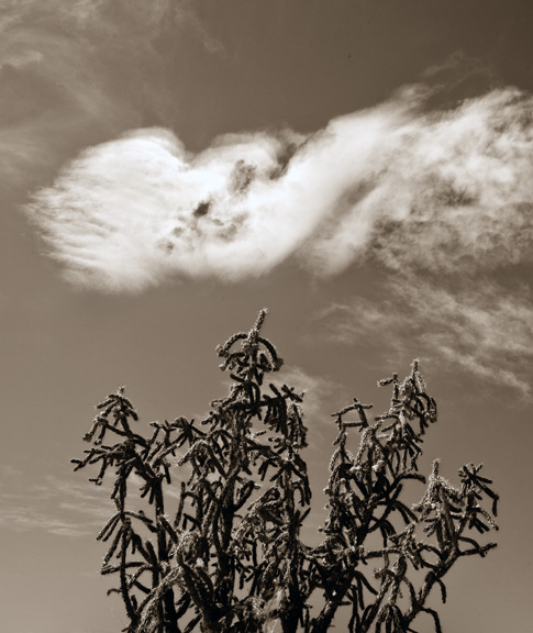 Cholla cactus and twisted cloud