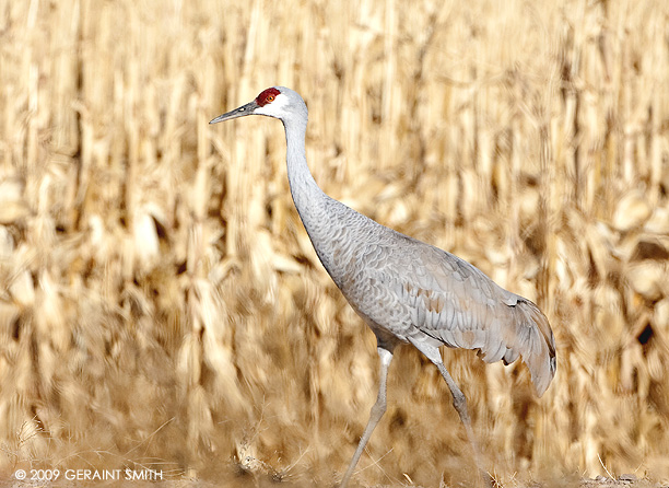 And down in the corn at the Bosque del Apache