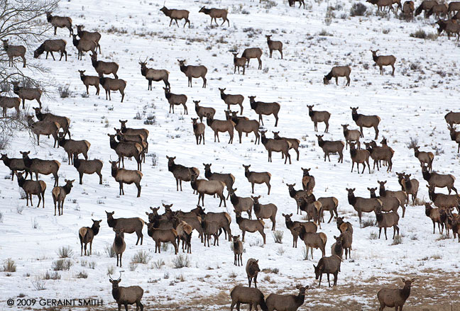 Just a few of a very large herd (approx 500 head) of Elk at Bobcat Pass near Red River, NM