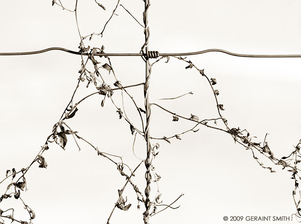 Composition on the fence in Arroyo Seco, NM