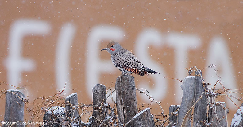 Northern Flicker Winter Fiesta 