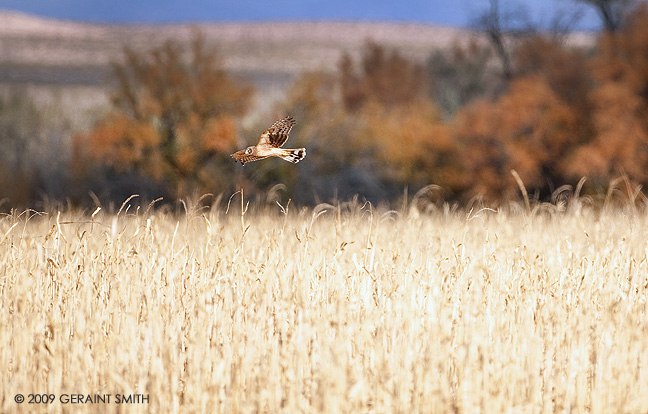 Northern Harrier doing what it does best
