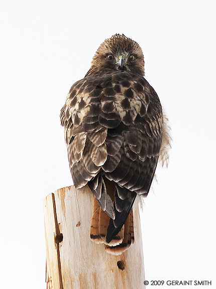 Red Tailed Hawk in Arroyo Seco, NM