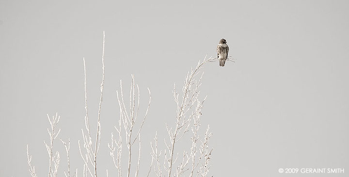 Red Tailed Hawk on a supple frosted branch in Ranchos de Taos