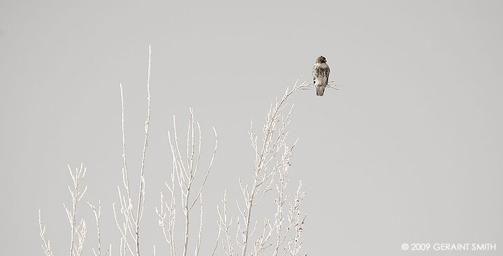 Red Tailed Hawk on a supple frosted branch in Ranchos de Taos