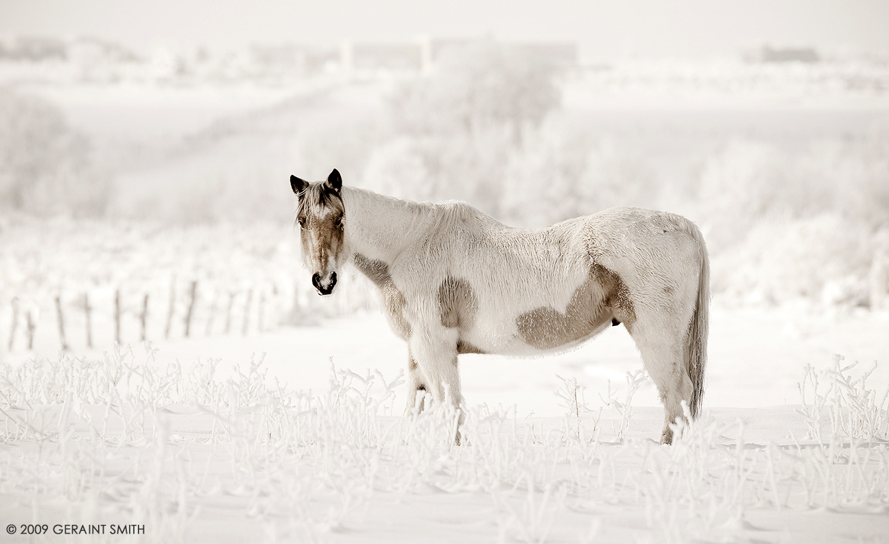 One horse in the Ranchos valley and a whole lot of snow