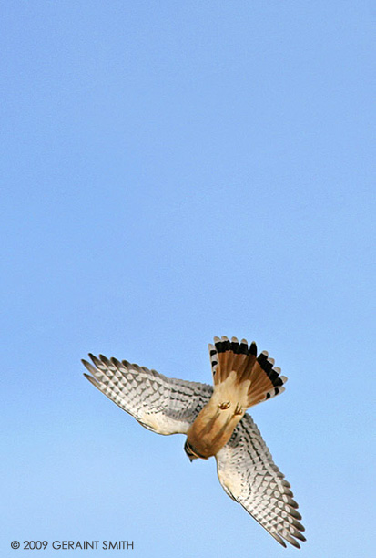 American Kestrel