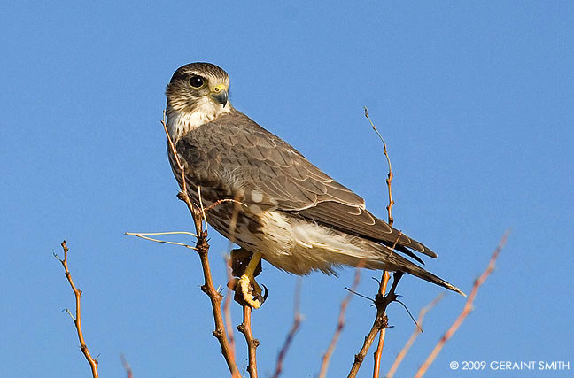Merlin Falcon, one from the Bosque del Apache NWR this weekend in Socorro, NM