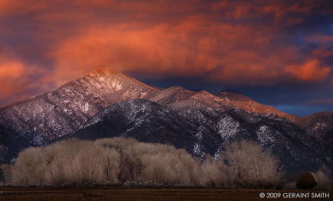 Taos Mountain cottonwoods