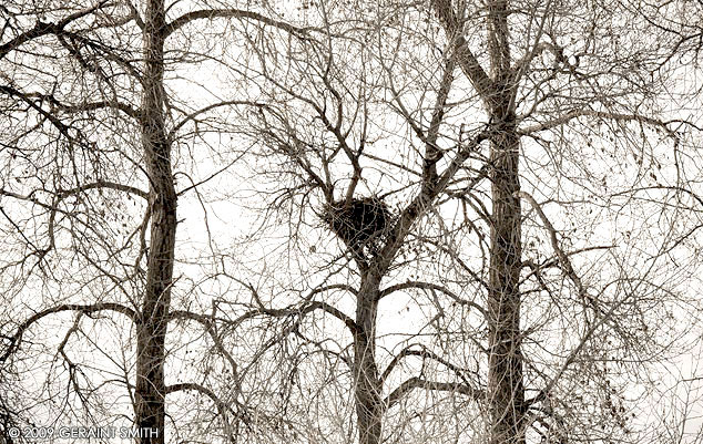 Nesting time in Taos, NM