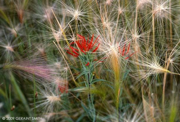 Indian Paint Brush