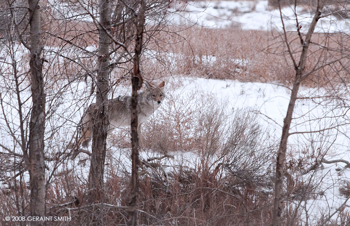 Coyote at home ... along the Rio Pueblo