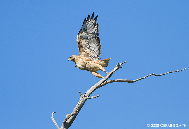 Red Tailed Hawk near Cimmaron, NM