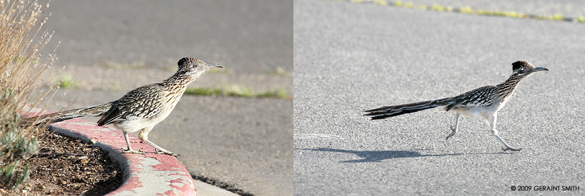 Ready, get set, GO .... Roadrunner bird in Albuquerque, NM