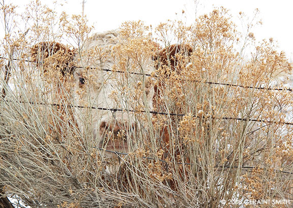 In the hedgerow  taos NM