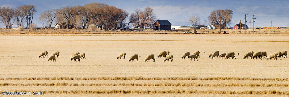 Sheep being sheep in southern Colorado