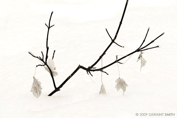 In the woods yesterday after a few days of spring snow