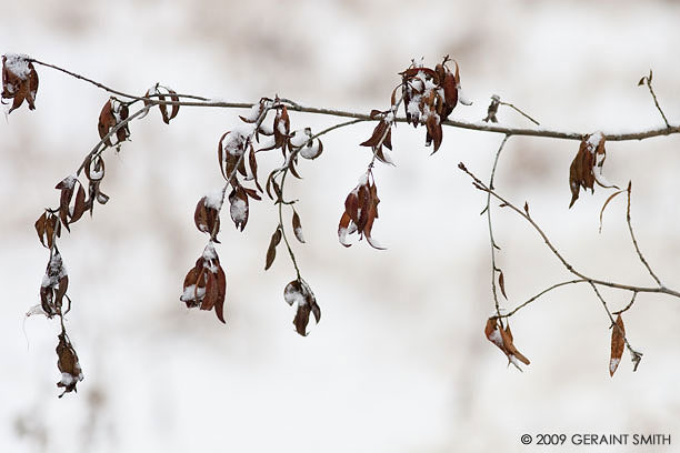 Winter leaves