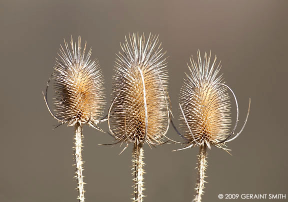 Old thistle heads basking in the morning sun