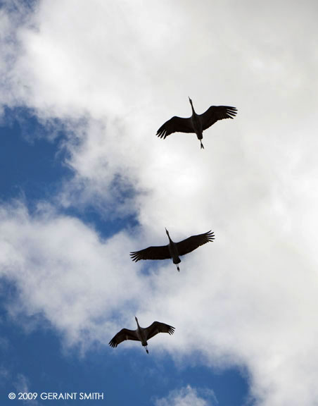 Three Sandhill Cranes heading north