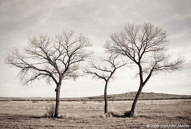 Tree scape