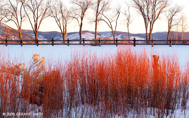 Willow Light, Des Montes, Taos, NM