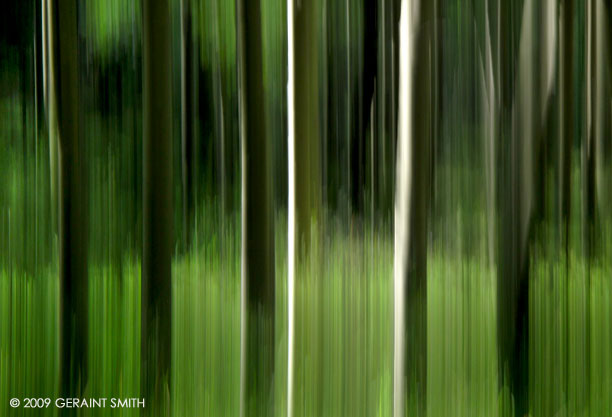 In the aspens, at Garcia Park, NM