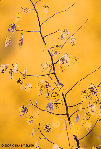 Leaves are turning ... aspens in the mountains