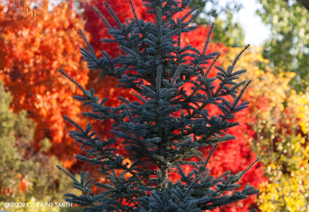 Autumn color in the Ranchos de Taos valley