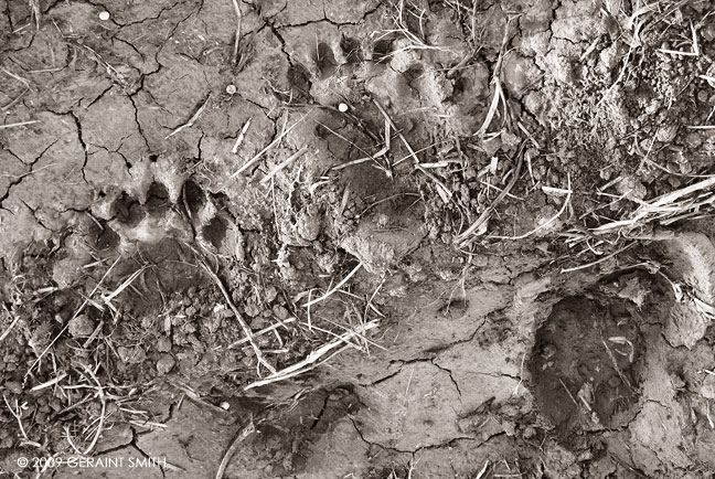 Two bear paw prints in a garden in Pilar, NM 