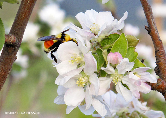 A stroll among the apple blossoms