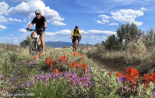 Mountain biking through the wildflowers on the West Rim Trail along the Rio Grande Gorge