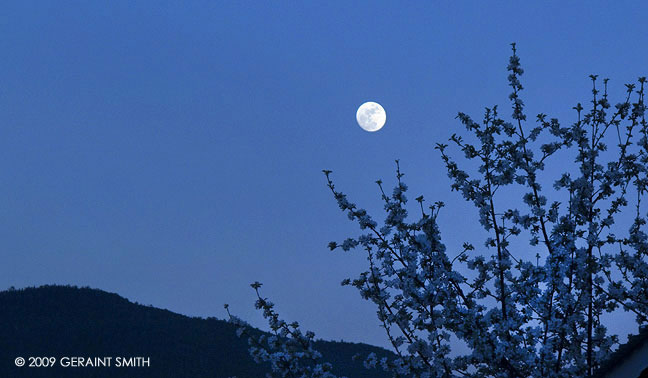 Full moon blossoms this week in Taos