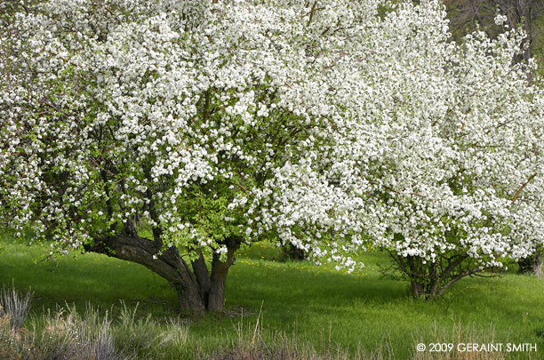 Spring blossoms, Northern NM