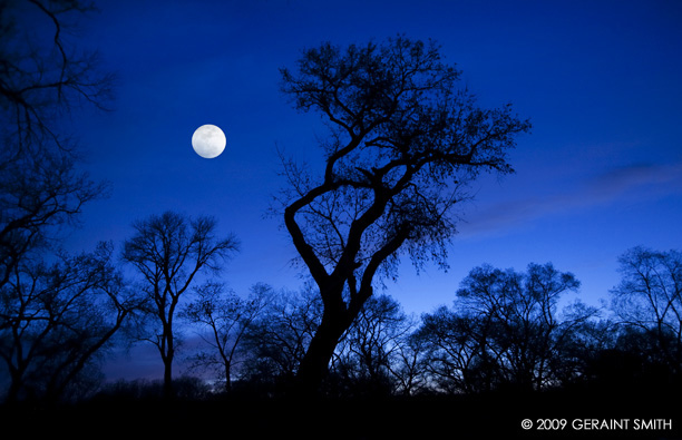 Under a full moon in the Albuqurque bosque along the Rio Grande