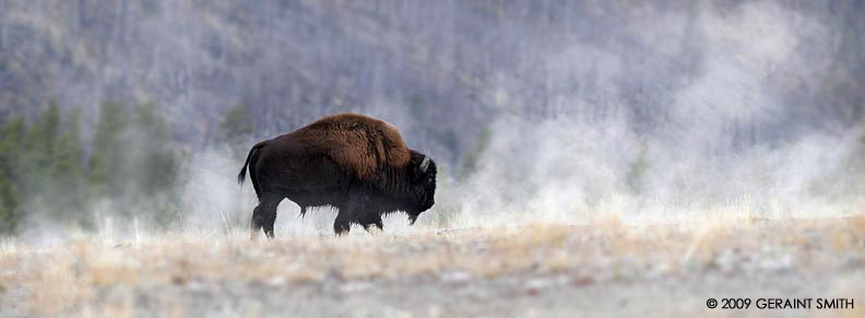 Buffalo