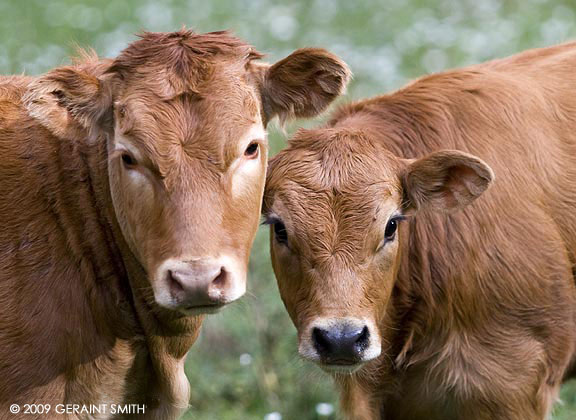 Calves in a Taos meadow