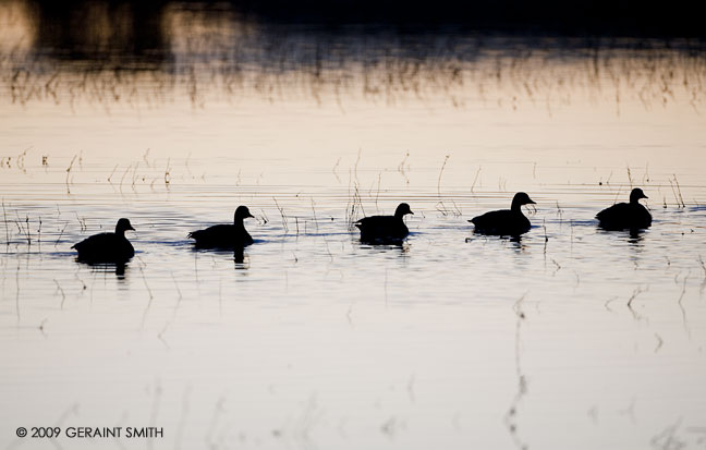 Canadian geese