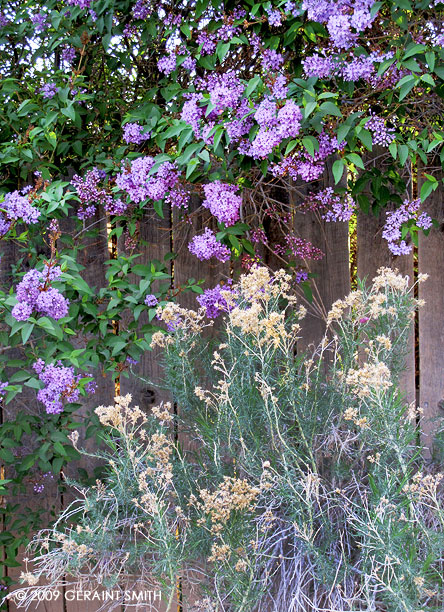 Lilacs and chamisa ... Taos has an abundance of lilacs this spring