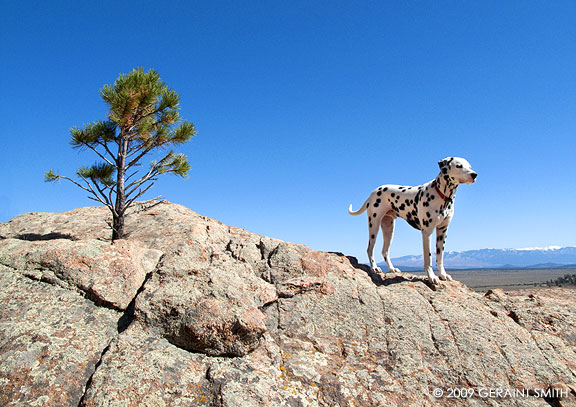 Dalmation on the rocks!