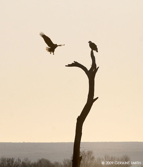 Eagles in the Bosque del Apache