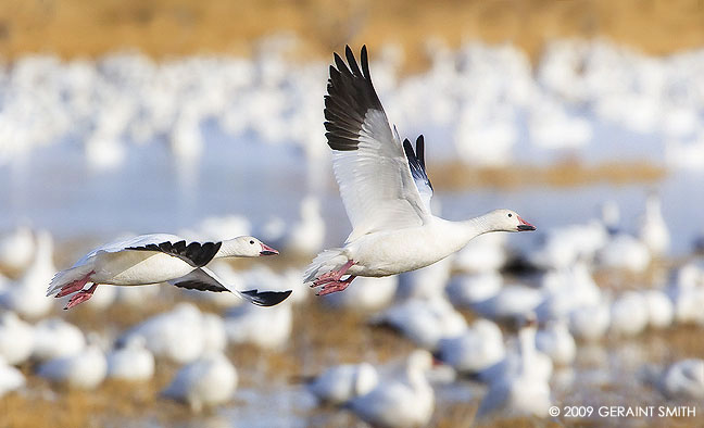 Snow geese