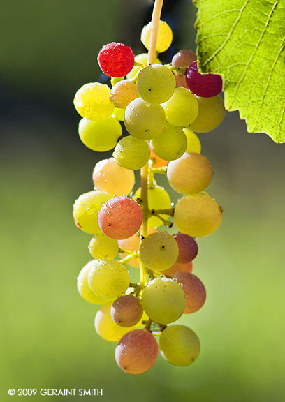 Grape harvest in northern New Mexico