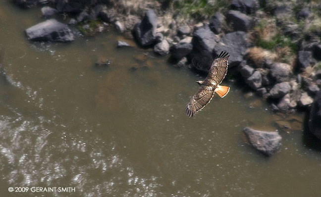 A red tailed hawk approximately 400 ft below me on the Rio Grande Gorge Rim