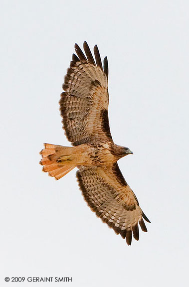 Red tailed hawk