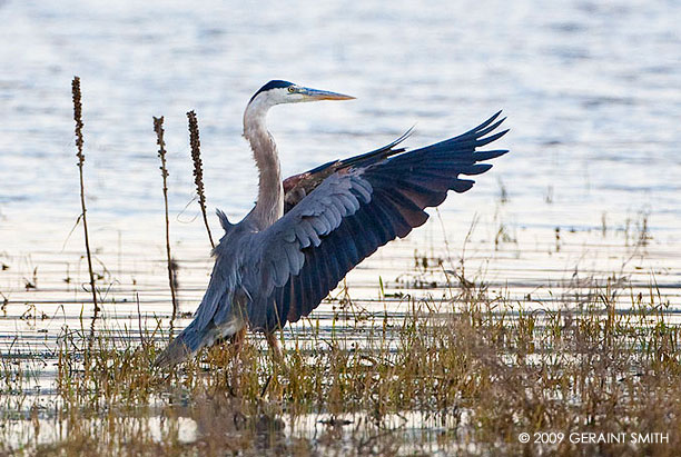 Great Blue Heron at Blue Mesa Lake, Colorado