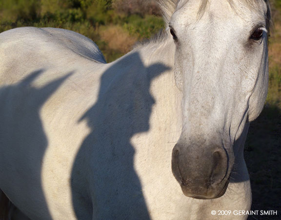 More from the horse pasture in Pilar, NM