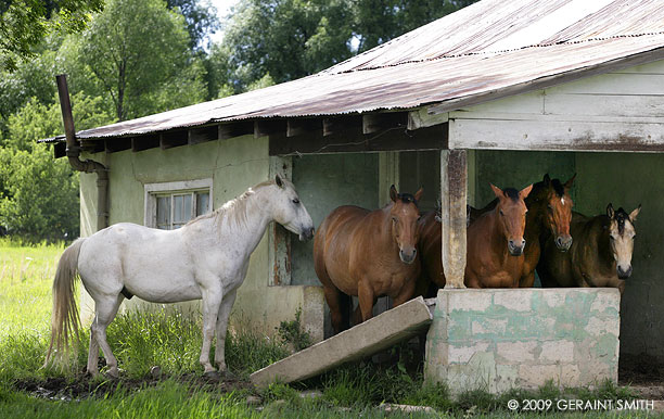 Horses in Mora, NM, Twenty minute wait for a table