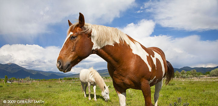 A beautiful day in the horse pasture