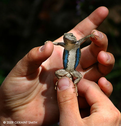 A western fence lizard